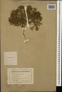 Ceratocarpus arenarius L., Caucasus, Stavropol Krai, Karachay-Cherkessia & Kabardino-Balkaria (K1b) (Russia)