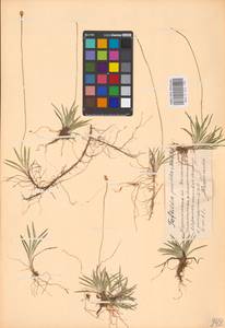 Tofieldia pusilla (Michx.) Pers., Eastern Europe, Northern region (E1) (Russia)