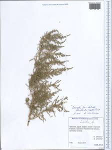 Caroxylon dendroides (Pall.) Tzvelev, Caucasus, Armenia (K5) (Armenia)