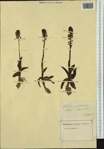 Neotinea ustulata (L.) R.M.Bateman, Pridgeon & M.W.Chase, Western Europe (EUR) (France)