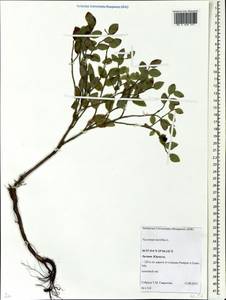 Vaccinium myrtillus L., Eastern Europe, Latvia (E2b) (Latvia)