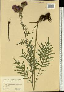 Centaurea apiculata Ledeb., Eastern Europe, Central forest-and-steppe region (E6) (Russia)