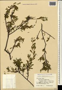 Spiraea hypericifolia L., Crimea (KRYM) (Russia)