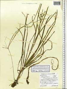 Sparganium natans L., Eastern Europe, Central region (E4) (Russia)