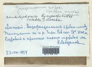 Barbilophozia lycopodioides (Wallr.) Loeske, Bryophytes, Bryophytes - Western Siberia (including Altai) (B15) (Russia)