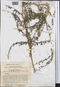 Astragalus turkestanus Bunge ex Boiss., Middle Asia, Pamir & Pamiro-Alai (M2) (Turkmenistan)