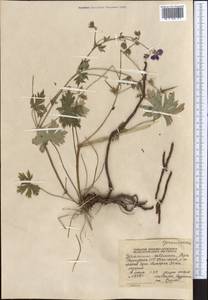 Geranium collinum Stephan ex Willd., Middle Asia, Northern & Central Tian Shan (M4) (Kyrgyzstan)