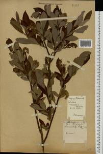 Salix cinerea L., Eastern Europe, Middle Volga region (E8) (Russia)
