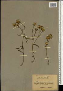 Inula salsoloides (Turcz.) Ostenf., South Asia, South Asia (Asia outside ex-Soviet states and Mongolia) (ASIA) (China)