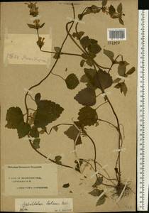 Lamium galeobdolon subsp. galeobdolon, Eastern Europe, Central forest region (E5) (Russia)