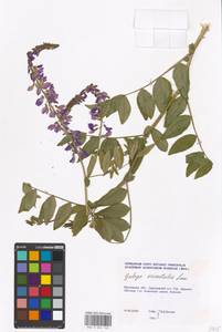 Galega orientalis Lam., Eastern Europe, Moscow region (E4a) (Russia)