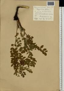 Glycyrrhiza glabra L., Eastern Europe, Lower Volga region (E9) (Russia)