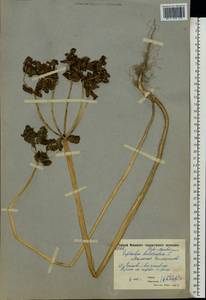 Euphorbia helioscopia L., Eastern Europe, Moscow region (E4a) (Russia)