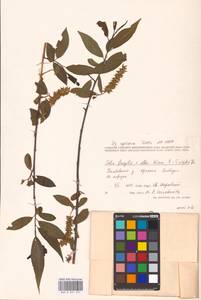 Salix alba × fragilis, Eastern Europe, Central forest-and-steppe region (E6) (Russia)