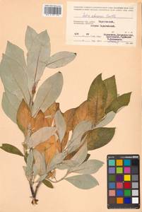 Salix alaxensis (Andersson) Coville, Siberia, Chukotka & Kamchatka (S7) (Russia)