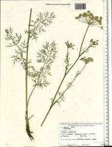 Seseli annuum L., Eastern Europe, Belarus (E3a) (Belarus)