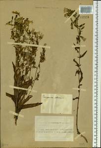 Campanula sibirica L., Siberia, Altai & Sayany Mountains (S2) (Russia)