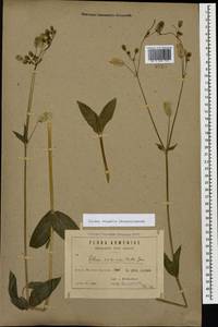 Silene vulgaris (Moench) Garcke, Caucasus, Armenia (K5) (Armenia)