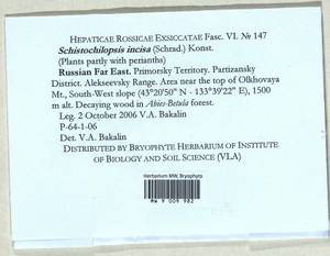 Schistochilopsis incisa (Schrad.) Konstant., Bryophytes, Bryophytes - Russian Far East (excl. Chukotka & Kamchatka) (B20) (Russia)
