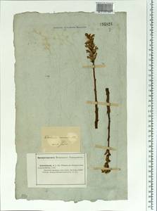 Phelipanche arenaria (Borkh.) Pomel, Middle Asia, Caspian Ustyurt & Northern Aralia (M8) (Kazakhstan)