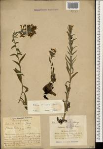 Pontechium maculatum (L.) Böhle & Hilger, Caucasus, Azerbaijan (K6) (Azerbaijan)