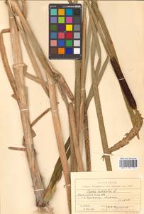 Typha latifolia L., Siberia, Russian Far East (S6) (Russia)