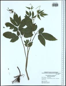 Chaerophyllum aromaticum L., Eastern Europe, Central region (E4) (Russia)