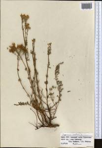 Hypericum scabrum L., Middle Asia, Pamir & Pamiro-Alai (M2) (Kyrgyzstan)
