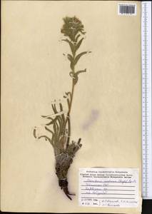 Arnebia euchroma subsp. euchroma, Middle Asia, Pamir & Pamiro-Alai (M2) (Tajikistan)