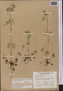 Geranium dissectum L., America (AMER) (Canada)