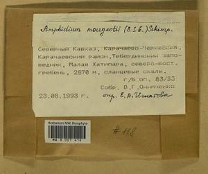 Amphidium mougeotii (Bruch & Schimp.) Schimp., Bryophytes, Bryophytes - North Caucasus & Ciscaucasia (B12) (Russia)