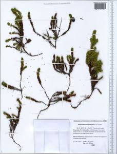 Empetrum nigrum subsp. sibiricum (V. N. Vassil.) Kuvaev, Siberia, Russian Far East (S6) (Russia)