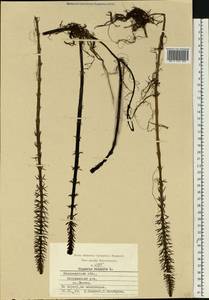 Hippuris vulgaris L., Eastern Europe, Central region (E4) (Russia)