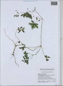 Geranium divaricatum Ehrh., Eastern Europe, Lower Volga region (E9) (Russia)
