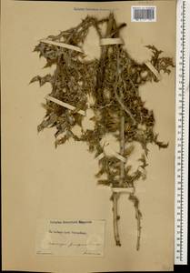 Echinops pungens Trautv., Caucasus (no precise locality) (K0)