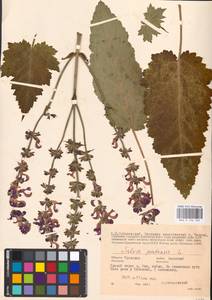 MHA 0 156 325, Salvia pratensis L., Eastern Europe, Central region (E4) (Russia)