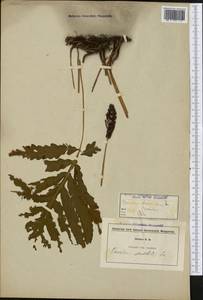 Onoclea sensibilis L., America (AMER) (United States)