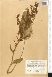 Rumex paulsenianus Rech. fil., Middle Asia, Western Tian Shan & Karatau (M3) (Kyrgyzstan)