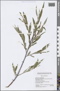 Salix acutifolia Willd., Eastern Europe, Lower Volga region (E9) (Russia)