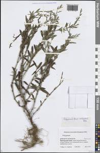 Polygonum fusco-ochreatum Kom., Siberia, Russian Far East (S6) (Russia)