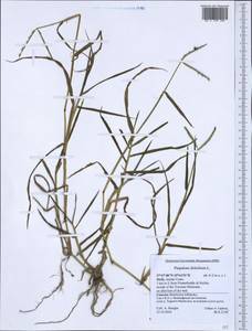 Paspalum distichum L., Western Europe (EUR) (Italy)