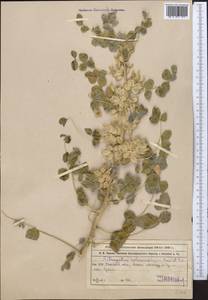 Astragalus sphaerophysa Kar. & Kir., Middle Asia, Muyunkumy, Balkhash & Betpak-Dala (M9) (Kazakhstan)
