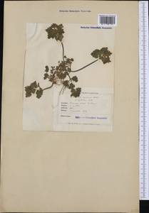 Lamium purpureum var. hybridum (Vill.) Vill., Western Europe (EUR) (France)