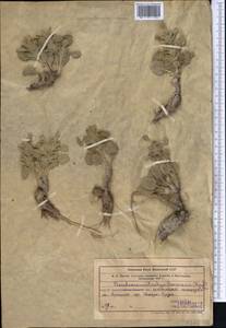Phlomoides sewerzovii (Herder) Mathiesen, Middle Asia, Western Tian Shan & Karatau (M3) (Kazakhstan)