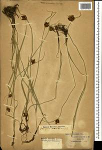 Bolboschoenus maritimus (L.) Palla, Caucasus, Krasnodar Krai & Adygea (K1a) (Russia)