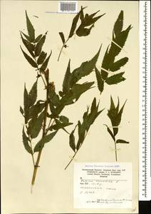 Datisca cannabina L., Caucasus, Armenia (K5) (Armenia)