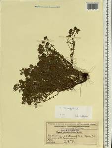 Thymus serpyllum L., Eastern Europe, Volga-Kama region (E7) (Russia)
