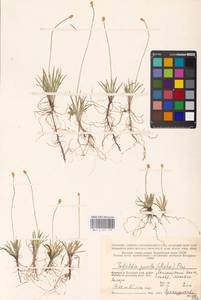 Tofieldia pusilla (Michx.) Pers., Eastern Europe, Northern region (E1) (Russia)