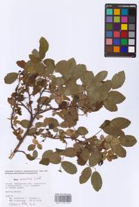Rosa acicularis Lindl., Eastern Europe, Eastern region (E10) (Russia)