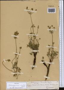 Aulacospermum simplex Rupr., Middle Asia, Dzungarian Alatau & Tarbagatai (M5) (Kazakhstan)